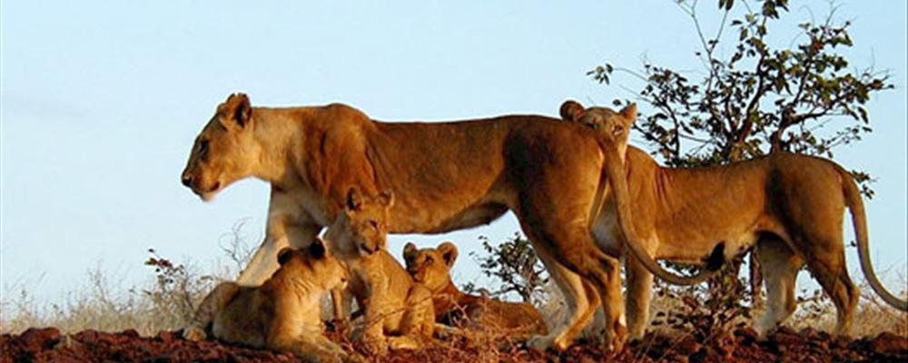 walking safari zambia